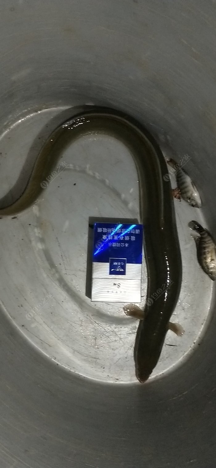 野生鳗鱼,昨晚上的,一斤多