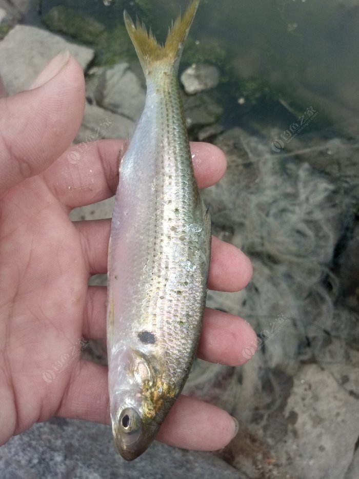 青岛古眼鱼的钩法与饵料