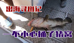《全球釣魚集錦》慢搖鐵板釣石斑魚，大個體石斑魚很多，很過癮！