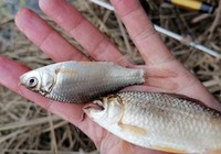 冬季钓鱼用饵技巧分享