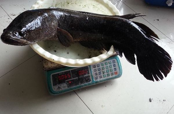 黑魚重18斤