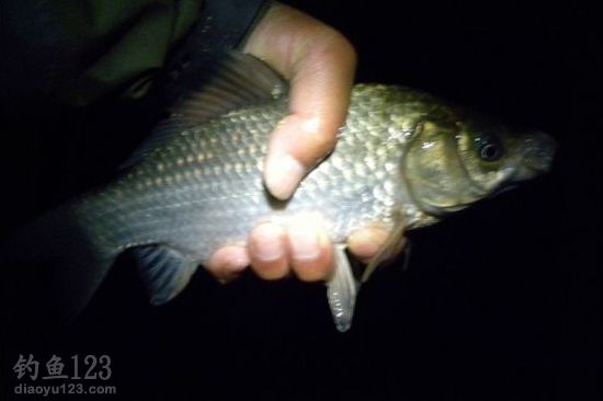 夜釣鯽魚