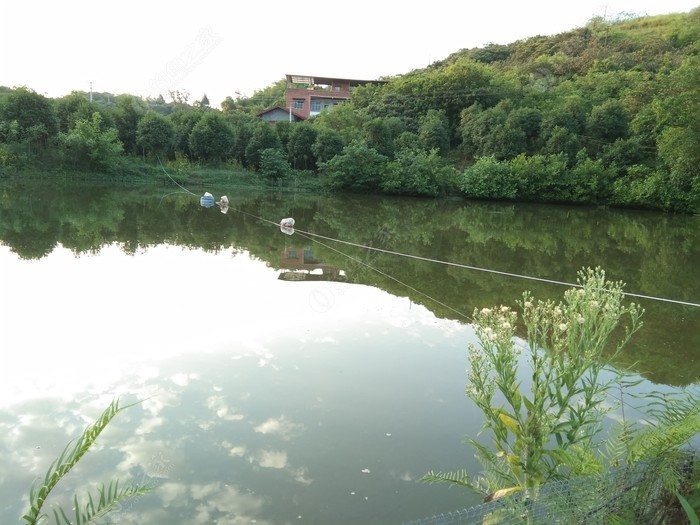 鳅涎纯粮鲫鱼渝北塘