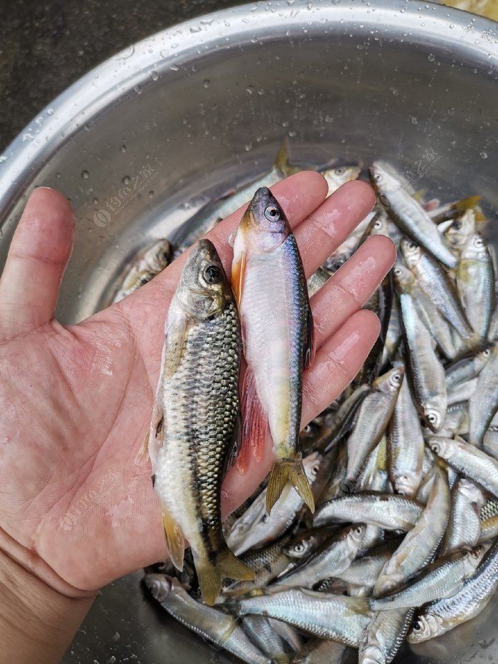 解锁石斑溪哥马口宽鳍鬣