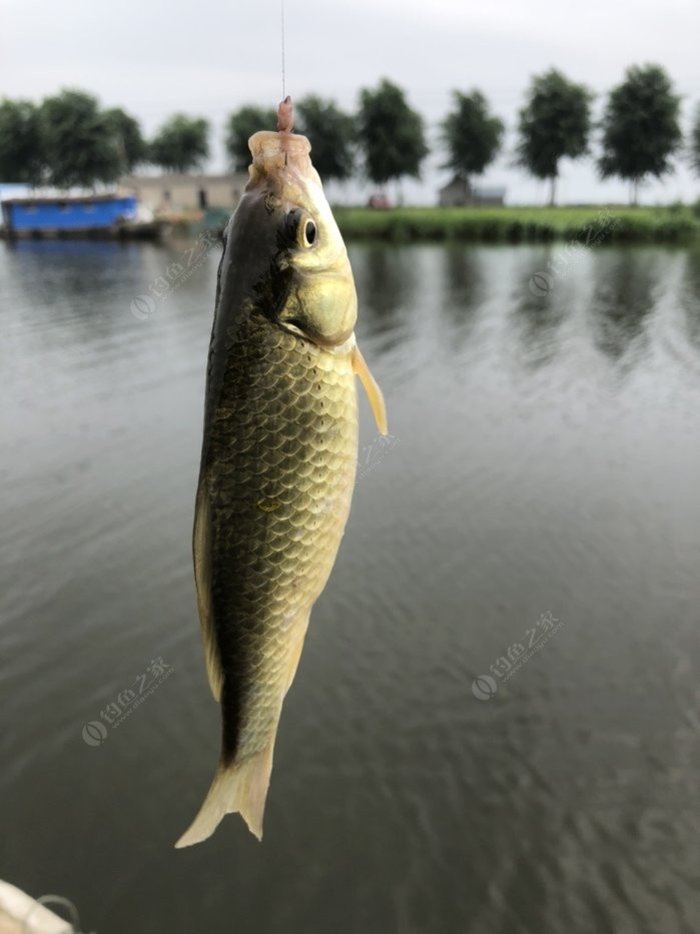 白马湖钓鱼图片