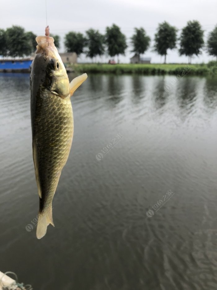 白马湖钓鱼图片