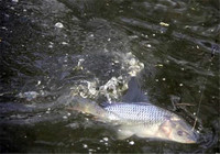 冬季实用遛鱼技巧，再也不怕上钩的鱼跑掉！