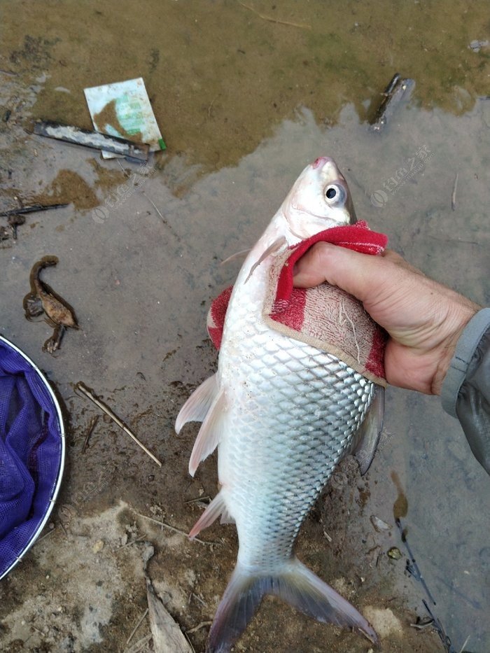 鯪魚最為驚心,切線爆護更加驚心動魄.