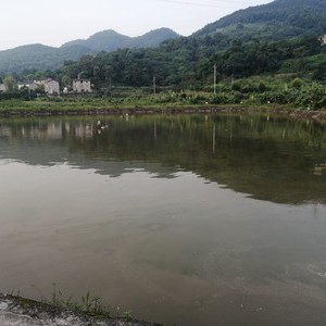 雨晨农庄休闲钓场