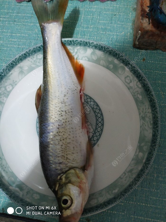 仙林湖鱼获,太难钓了,应该是红尾一枚