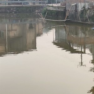 西溪桥生态魚