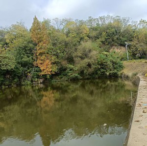 杨家湾钓场