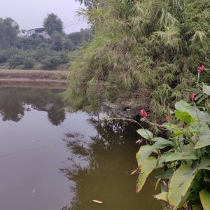 泸州龙马潭区良丰干山凹钓场天气预报