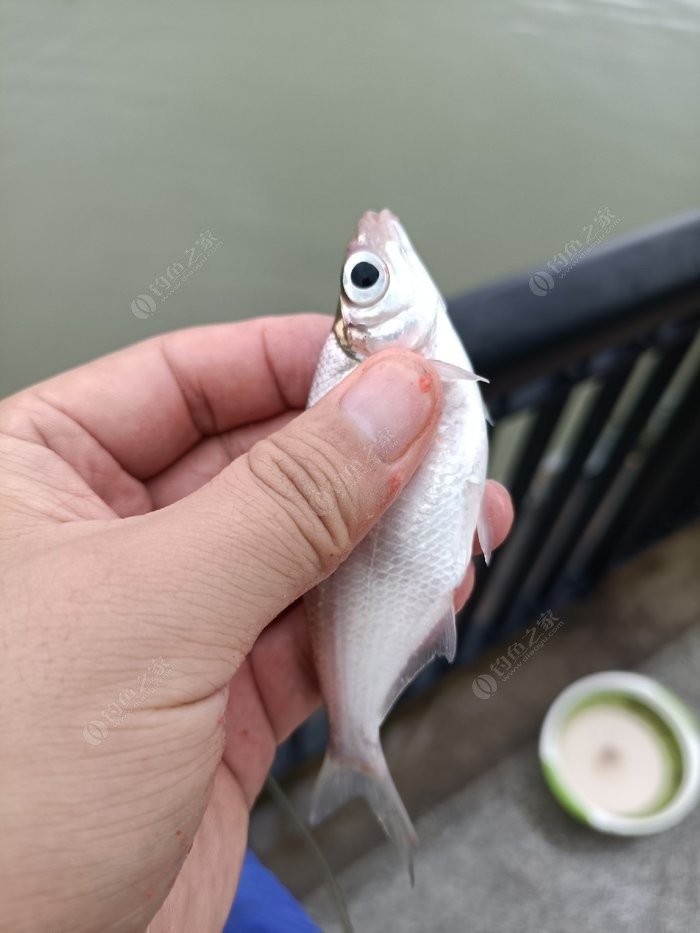 这种大眼睛的鳊鱼是不是长不大呀?