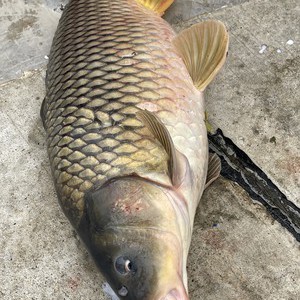 肖茜农业有限公司淡水鱼养值基地