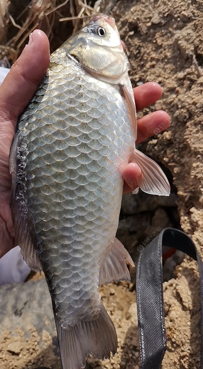 明天天氣不錯,有去釣大板鯽的嗎?