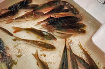 天涼釣鯽魚需要注意的問題總結(jié)