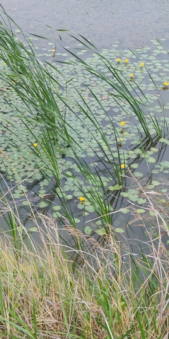 这水里的草谁认识讲一下 像是荷叶,可是还开黄花