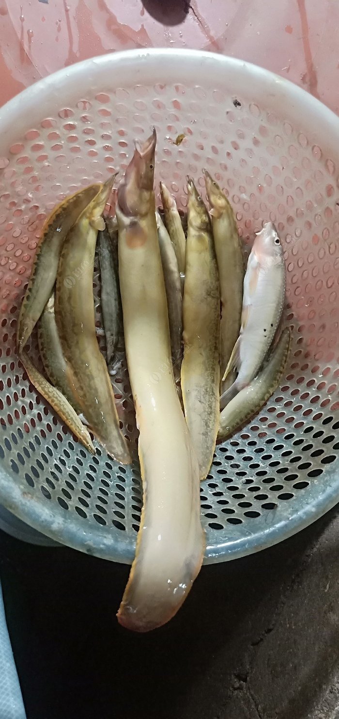 广西腊锥鱼图片