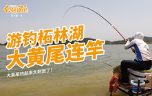 《白条游钓》亚洲第一土坝柘林湖，据说大黄尾有3斤重，白条真能遇到吗？