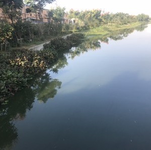 杨林河