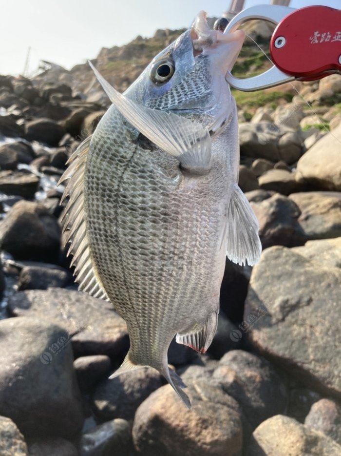 來玩根釣路亞的!我的老虎魚在哪呢!