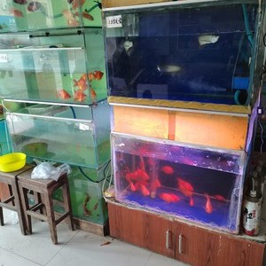贾成海花鸟鱼商店