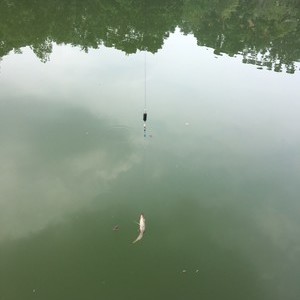 丽湖花园钓鱼场