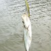 钓鱼的人生6
