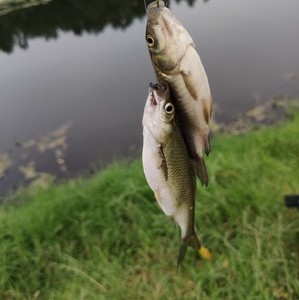 蔡河沈寨段