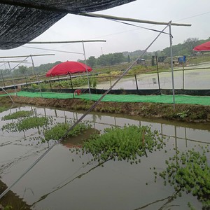 李巷龙虾养殖基地天气预报