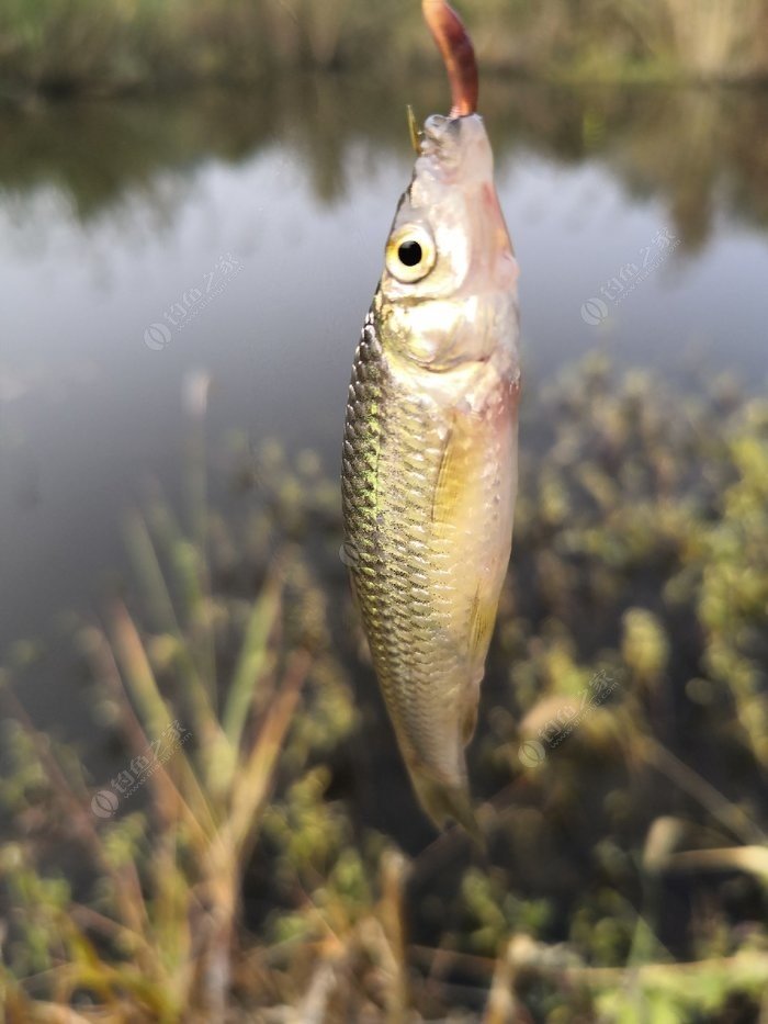 初秋如何釣麥穗魚!