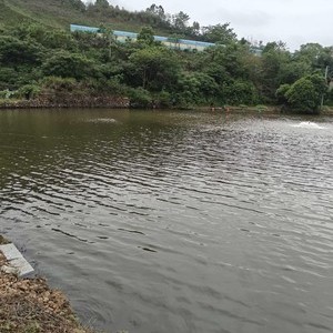 大屋湾休闲钓场