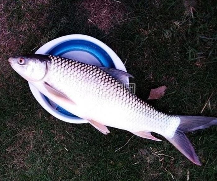 今天盜版一段,梅州釣法釣鯪魚技巧分享大家