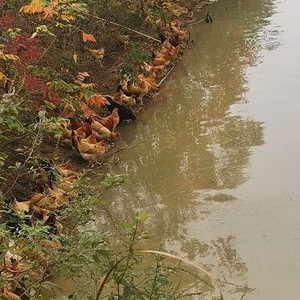 可辰家庭农场天气预报