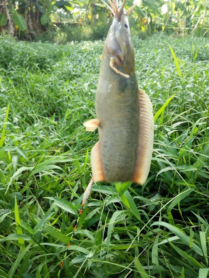 一个野外废塘的塘角鱼