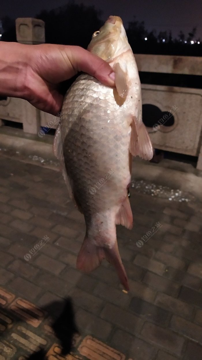 雨天夜钓,中有史以来自己钓获最大鲫鱼 