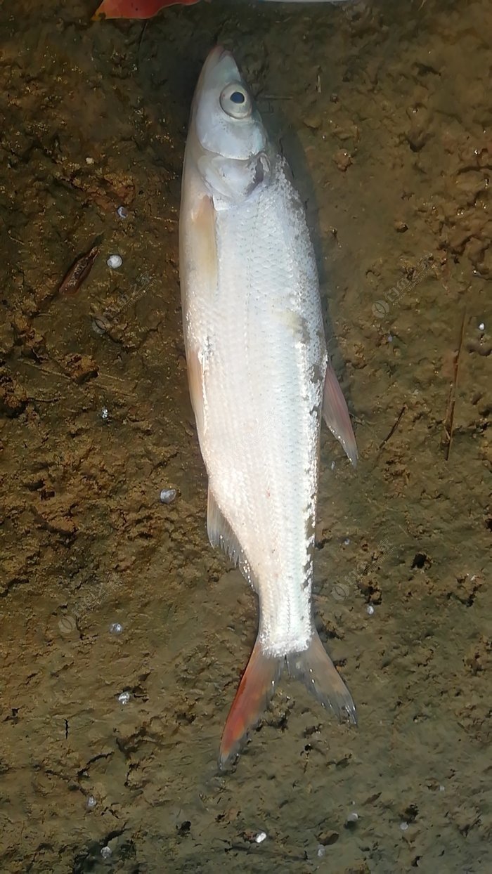 红尾激浪鱼图片