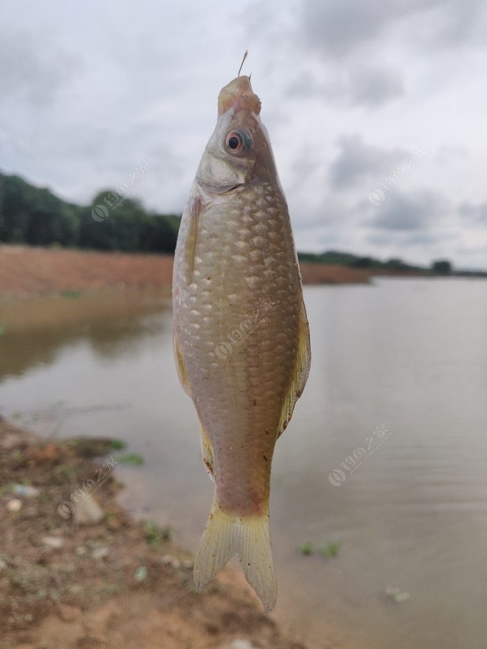 请问钓友们,这个是红眼鱼还是麦鲮?