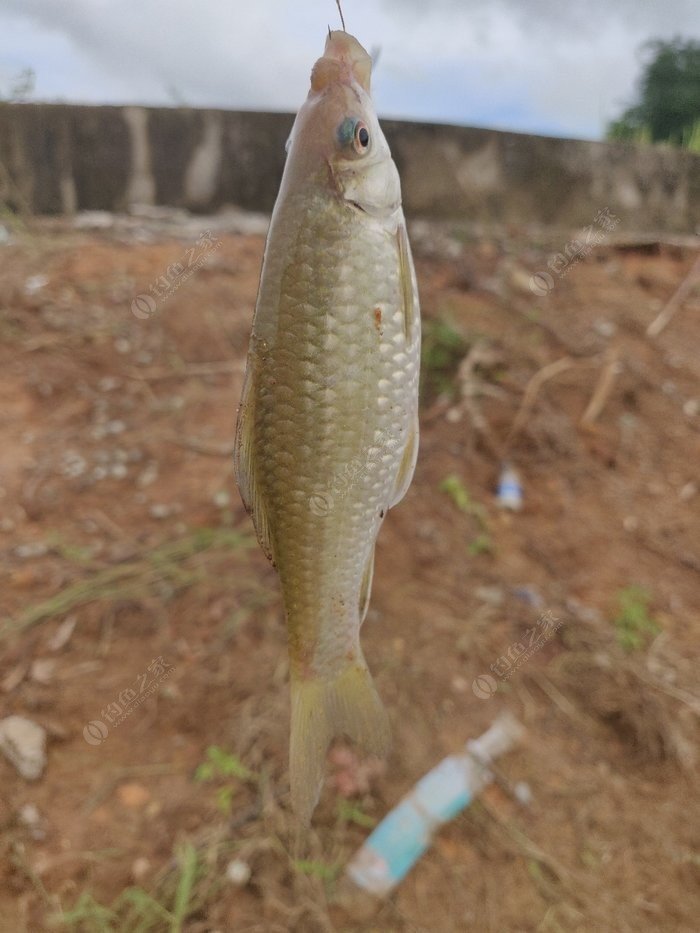 請問釣友們,這個是紅眼魚還是麥鯪?