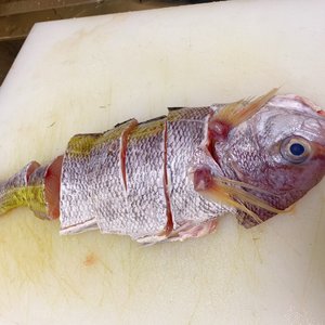 黄尾东鱼深海鱼图片