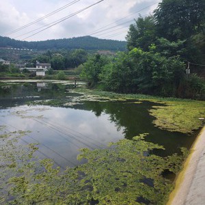 大林湾江湖钓场