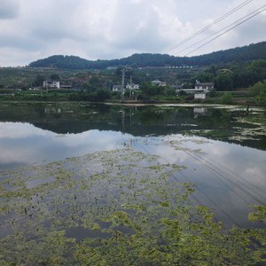 大林湾江湖钓场