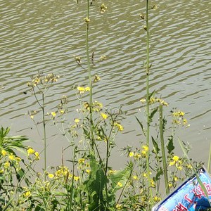 女娲湖钓场