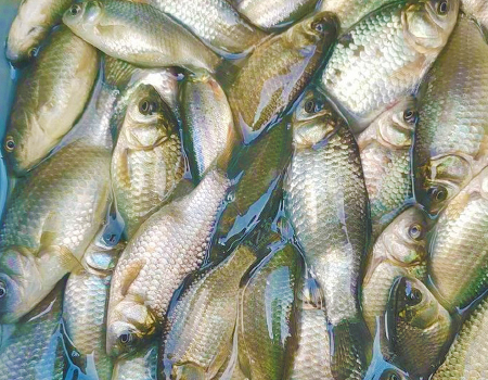 【12周年】东北野钓之高台下坎塘坝风大浪急把鱼都吹跑了