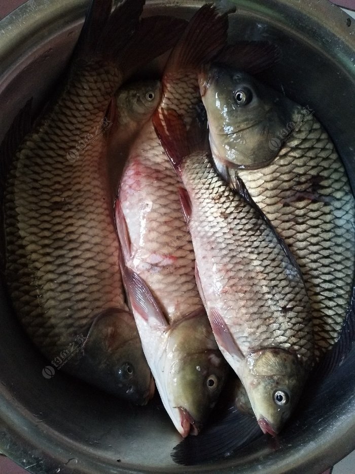 黃河夜釣魚獲,出大魚了.