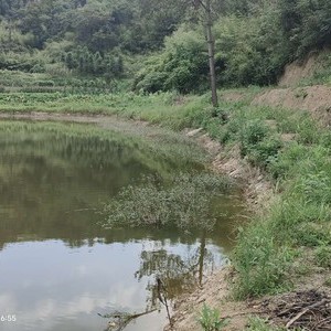 唐家冲钓场