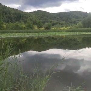 南泥湾荷花池