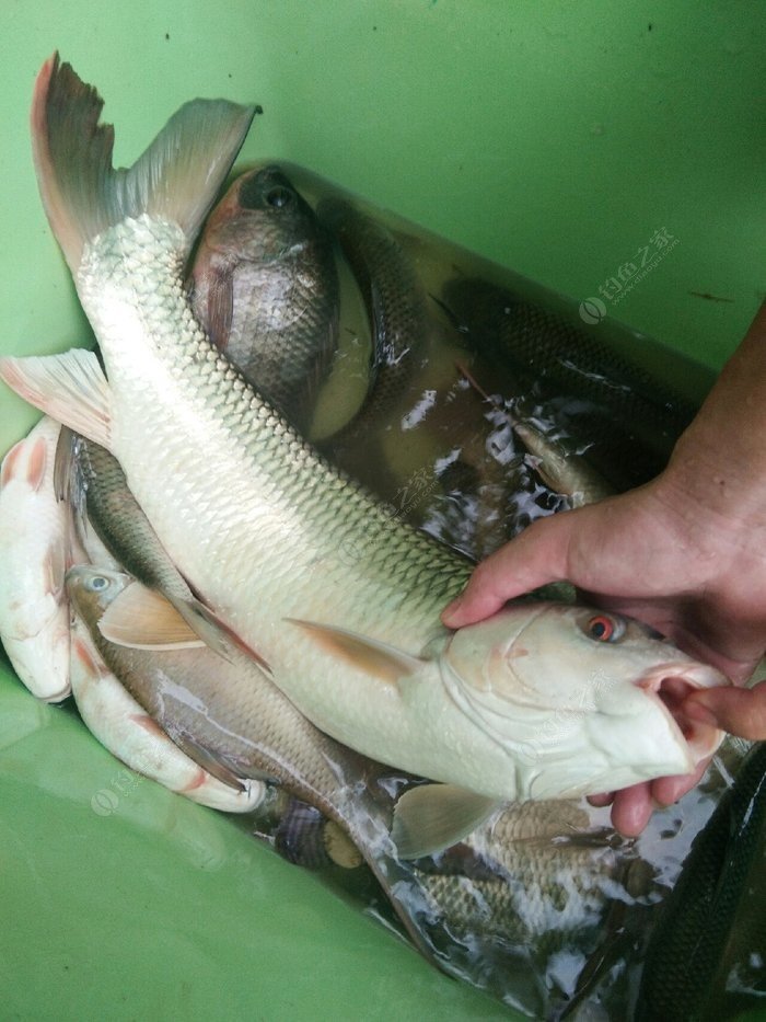 我就問下這是什麼魚,泰鯪?麥鯪?七斤出頭