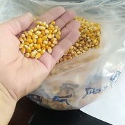 分享一下我的玉米窝料制作过程